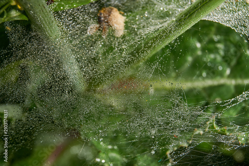 Macro photograph of a spider web covered with thousands of sparkling morning dew drops among green foliage. Natural background conveying freshness, purity, and tranquility.
