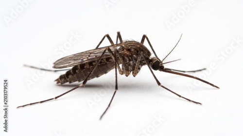 Εκτύπωση καμβά mosquito sucking blood
