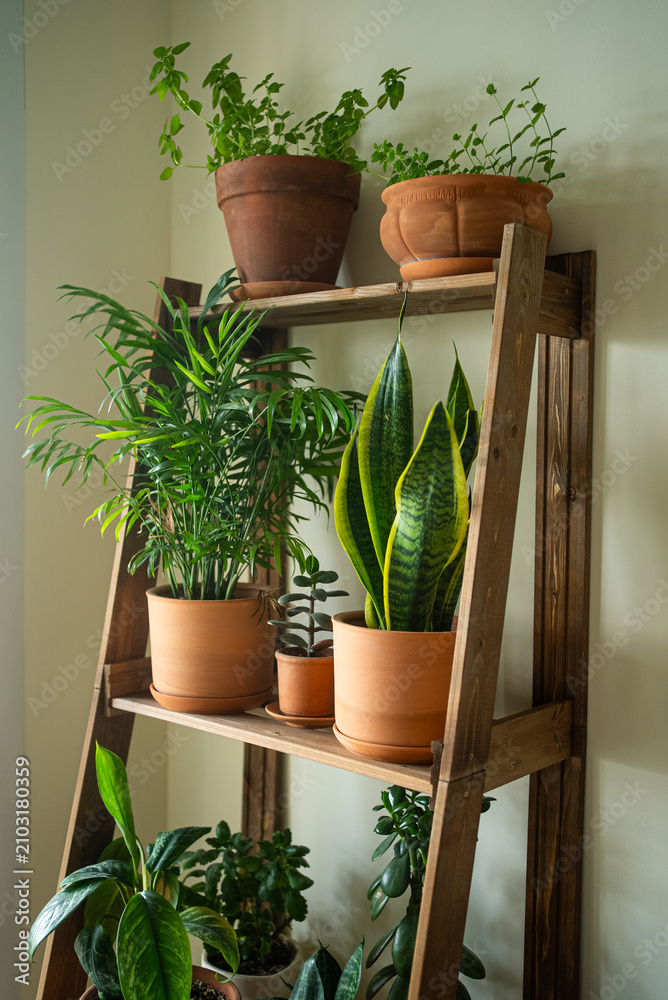 Fototapeta premium Houseplants growing on a rustic wooden ladder shelf, creating a green indoor garden providing a fresh, lively home decor display, bringing natural beauty into a modern living space