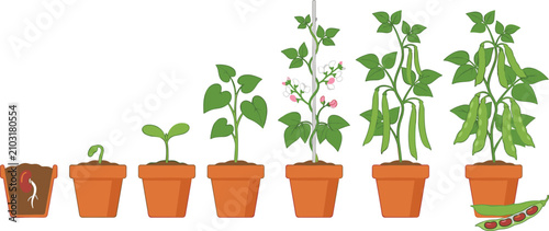 Quadro su tela Green Bean Plant Life Cycle in Flower Pots Vector Set with Seed Germination Spro
