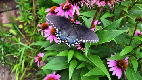 A butterfly resting on a bright flower on a sunny day.