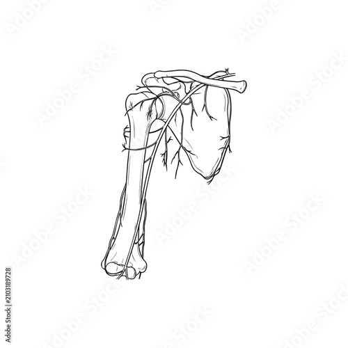 Bild auf Leinwand Artistic anatomical sketch of human shoulder joint and upper arm bone with nerve pathways