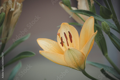 Konstfotografi Side view of yellow lily flower blooming in summer garden