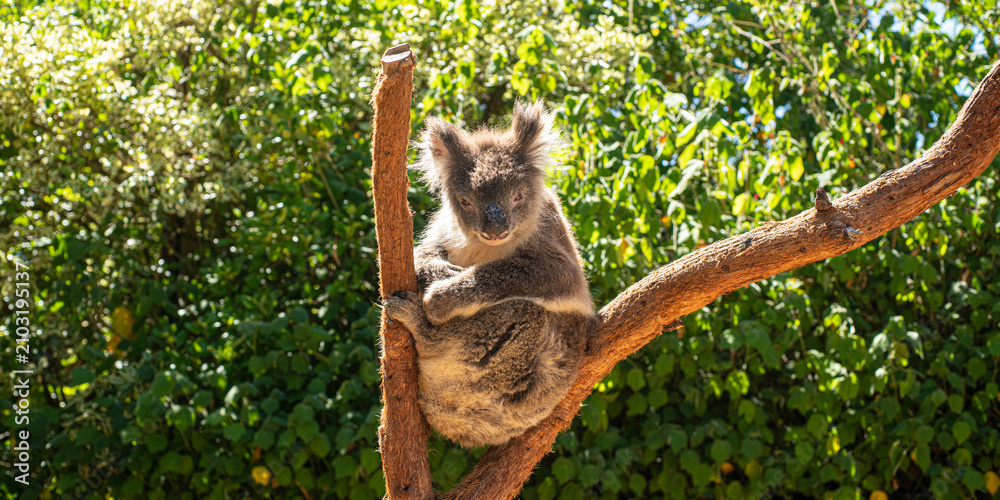 Fototapeta premium koala