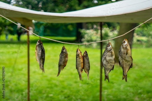 Close-up of several pieces of dried and salted fish hanging by their tails on a string, against a bright green lawn background and part of a white tent.