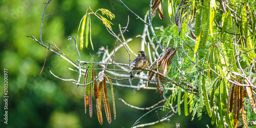 Bild auf Leinwand vogel in regenwald