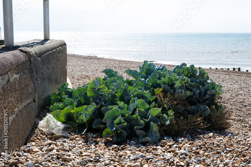 Tableau sur toile Plastic waste caught in coastal vegetation beside the sea