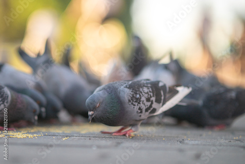 Obraz na plátne Flock of urban pigeons feeding on grain in a city park