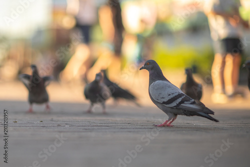 Foto Flock of urban pigeons feeding on grain in a city park