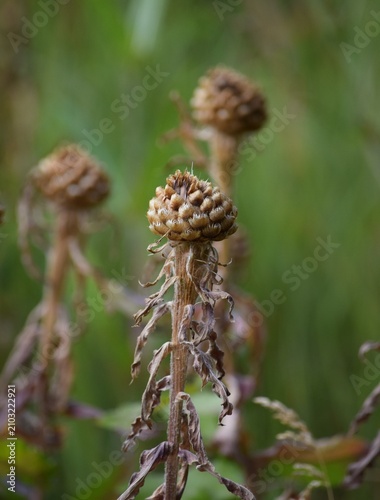 фотографія withered Giant knapweed