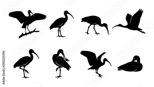Bild auf Leinwand Ibis Bird Silhouettes Collection, Wildlife Vector Graphics, Elegant Avian Poses,