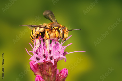 Florentine woolcarder bee gathering pollen at the top of a pink liatris flower with green blurred background