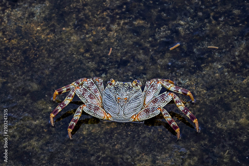 Crab on Wet Rocky Surface