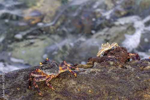 Two Crabs Crawling on a Coastal Rock