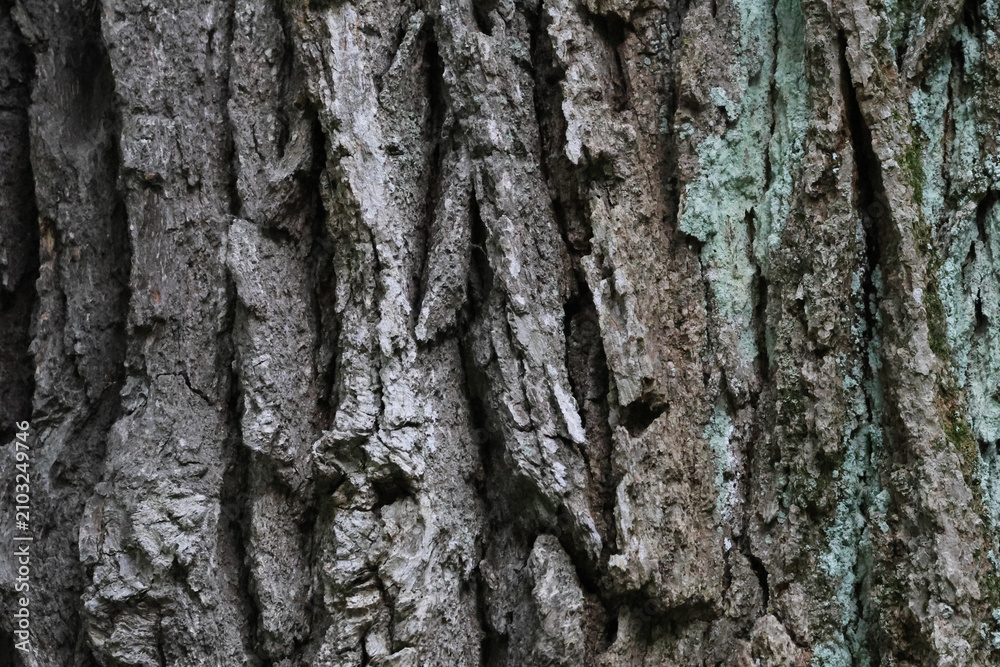 Fototapeta premium Weathered Tree Bark Texture with Lichen and Deep Cracks