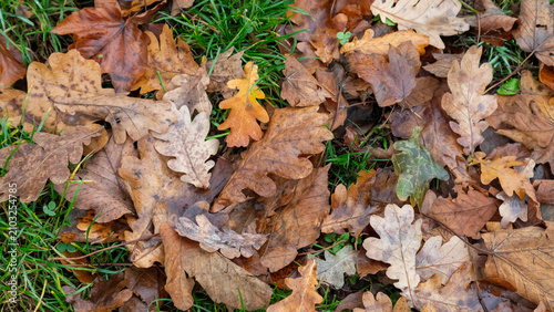 Autumn oak leaves scattered on green grass, damp brown and yellow seasonal te...