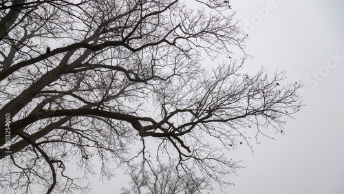 Bare tree silhouette against a foggy gray sky with twisted branches in winter...