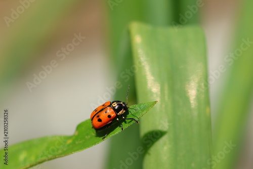 Leaf beetle Cryptocephalus octopunctatus (not a ladybug)