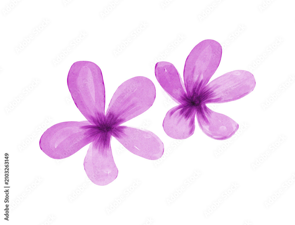 Obraz premium Purple watercolor flower clipart floral blossom set isolated on white