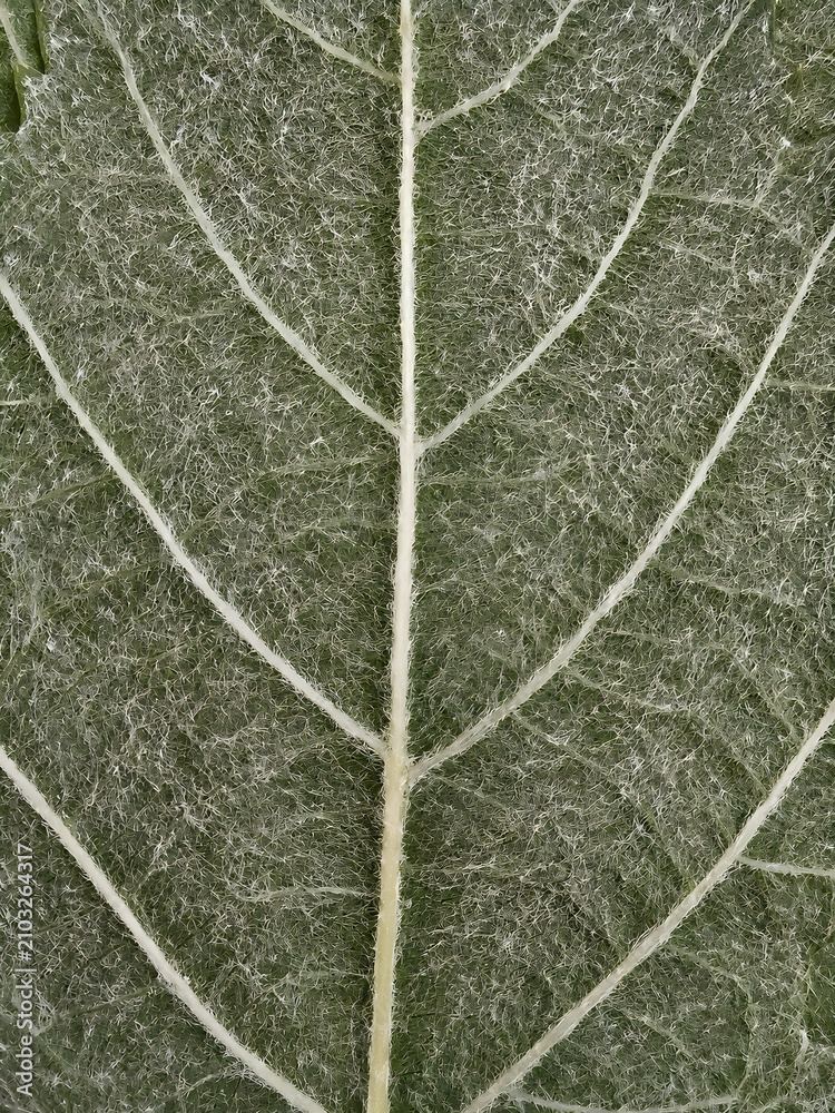 Obraz premium green grape leaf texture
