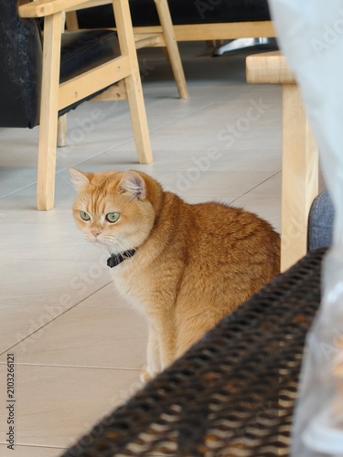 Cute chubby orange tabby cat sitting on the floor indoors at a cozy cafe