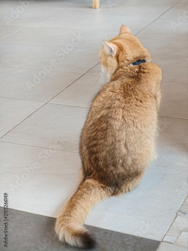 Back view of a cute orange tabby cat sitting on the floor indoors