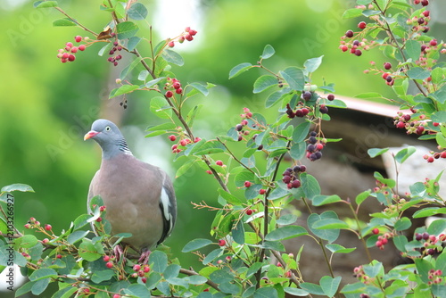 The common wood pigeon (Columba palumbus)