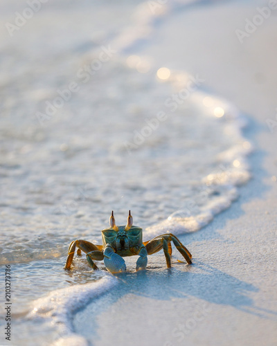 Crab standing on wet sand on the beach at sunrise