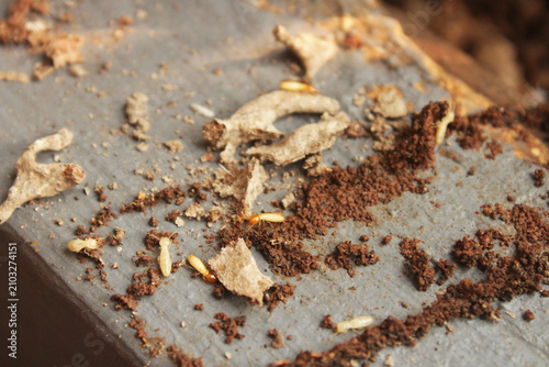 Foto Termite