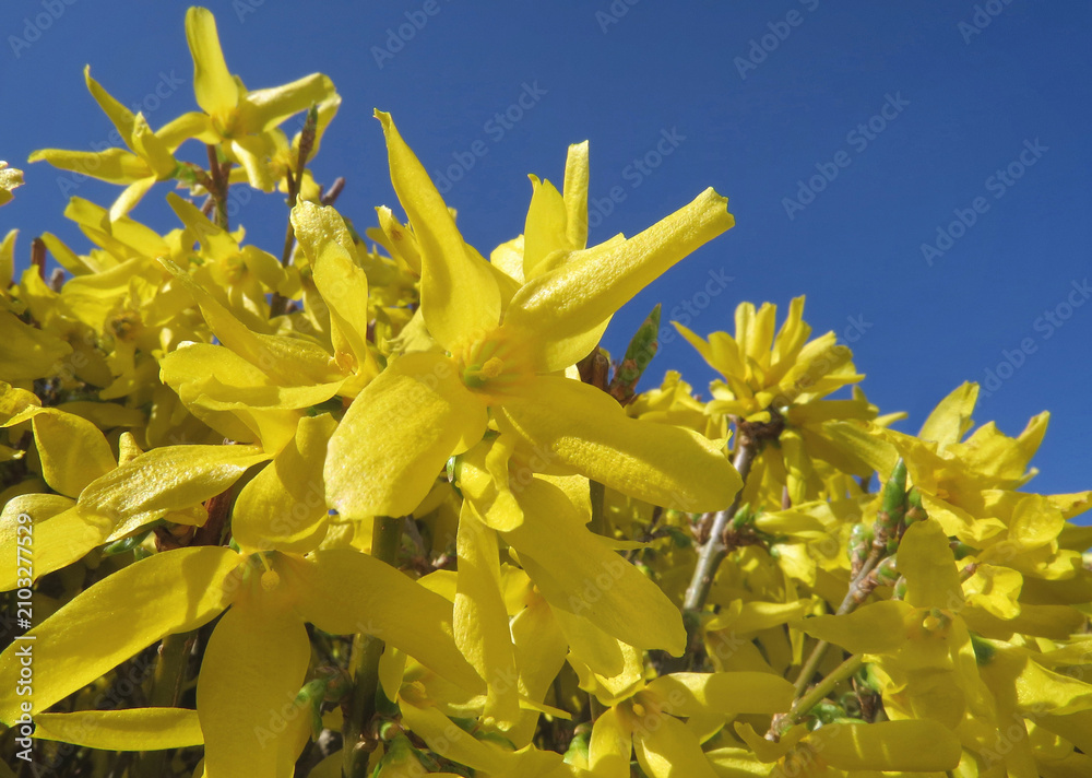 Obraz premium Leuchtend gelbe Blüten einer Forsythie, auch bekannt als Goldglöckchevor blauem Frühlingshimmel. 