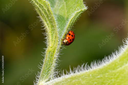 Seven-spot ladybird (Coccinella septempunctata) on a hairy green plant stem – macro wildlife photography