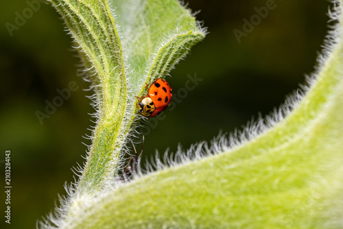 Seven-spot ladybird (Coccinella septempunctata) on a hairy green plant stem – macro wildlife photography
