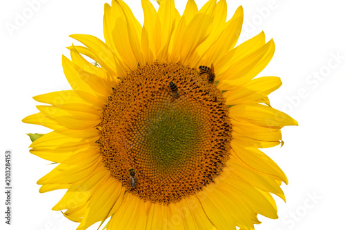 Blooming common sunflower (Helianthus annuus) isolated on white background – botanical flower and agriculture photography
