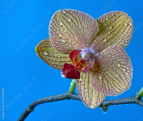 Quadro su tela Dendrobium orchid in studio setting