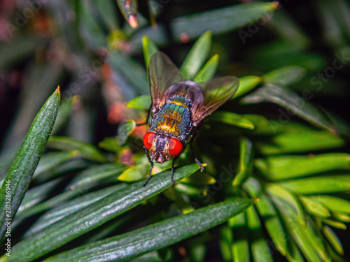 housefly,Musca domestica  in closeup