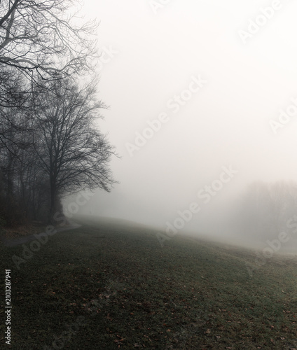 Fog in the forest