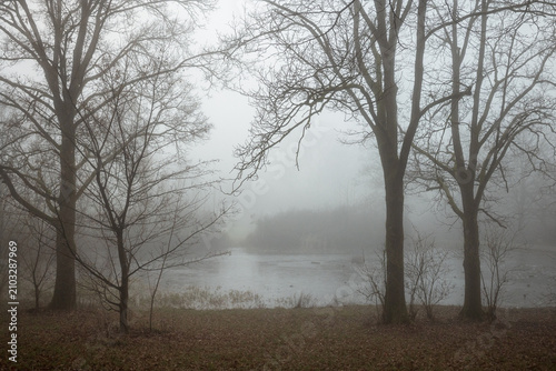 Fog in the forest