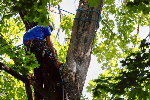 	
Un homme coupe des branches d'arbre. Un arboriste au travail. Émondeur.	