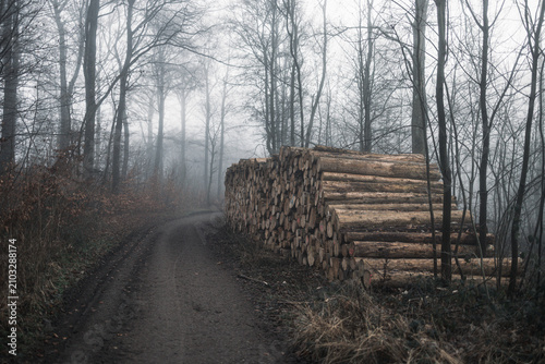 Fog in the forest
