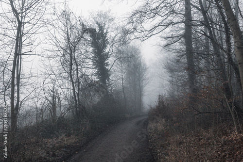 Fog in the forest