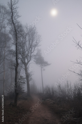 Fog in the forest