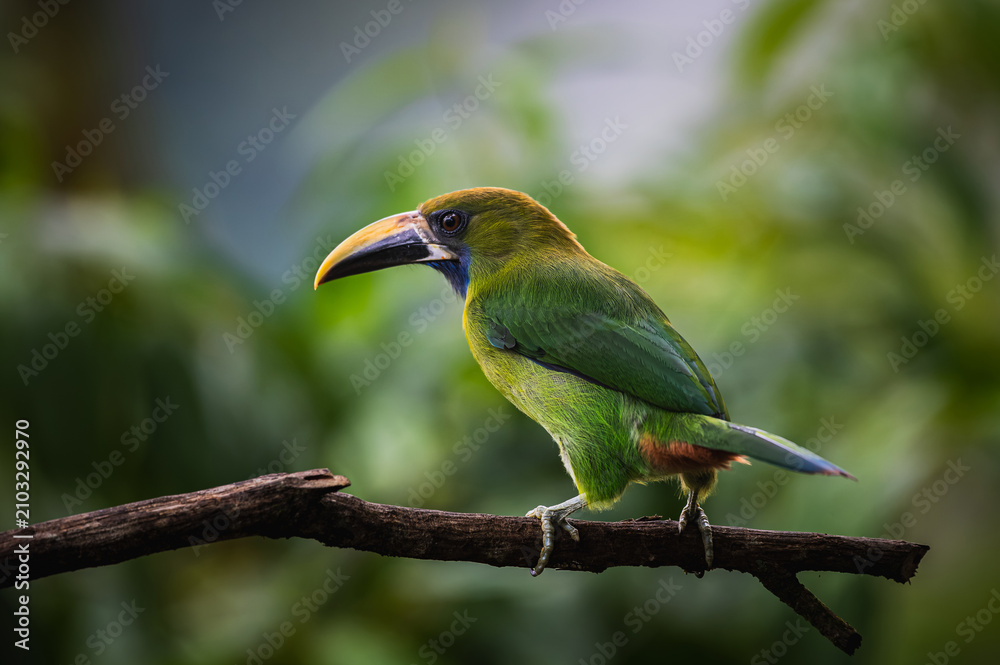 Obraz premium Northern emerald toucanet (Aulacorhynchus prasinus)