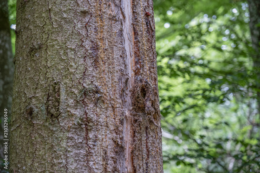 Fototapeta premium Tree trunk with moss and lichen close up in a green summer forest, natural bark texture background