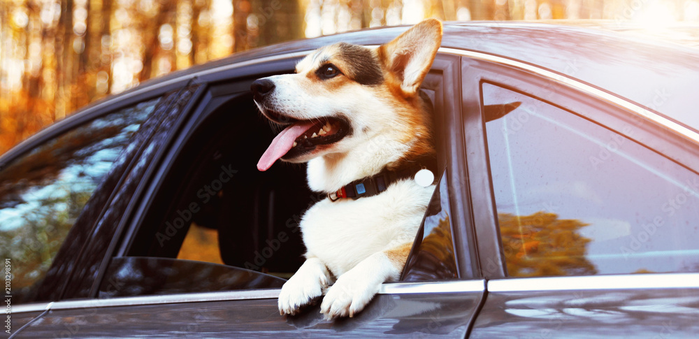Obraz premium Cute dog in car on sunny day. Do not leave pets in vehicle during hot weather