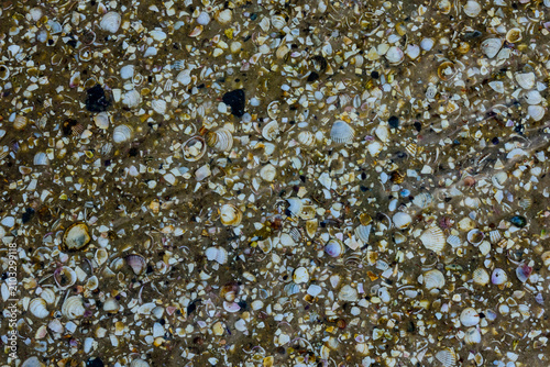 Background of the many sea shells. Natural pattern