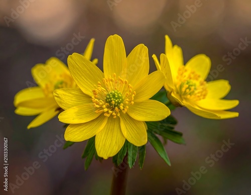 Bright yellow daisy flowers in natural light.