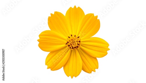 Bright yellow flower with detailed petals close up.