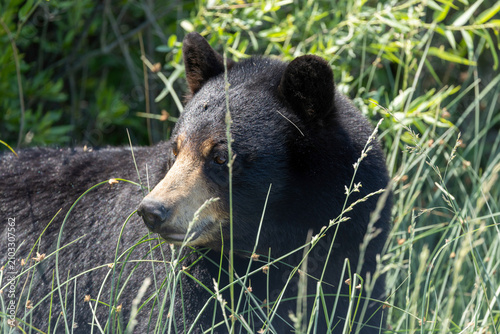 Adult Black Bear at Alligator River National Wildlife Refuge North Carolina