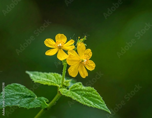 Bright yellow wildflower blooming in green foliage.