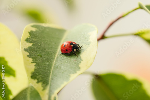 Red ladybug with black spot...